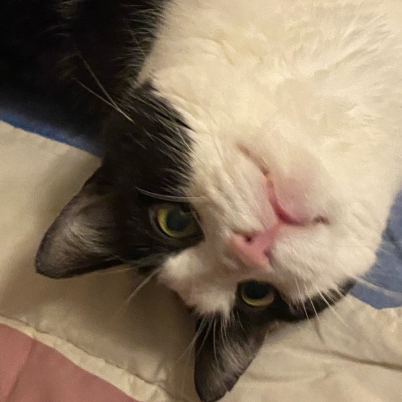 Meet the Posher - Picture 2 of 3